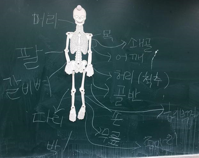 해골로 이해하는 인간 신체